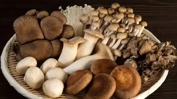 6 cách nhận biết nấm ăn được tự nhiên lành tính và nấm độc