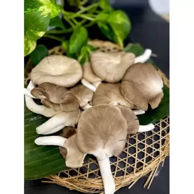 Nấm bào ngư xám