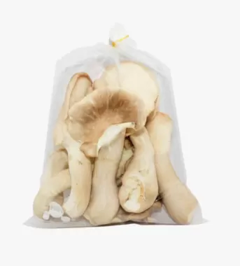 Nấm bào ngư Nhật