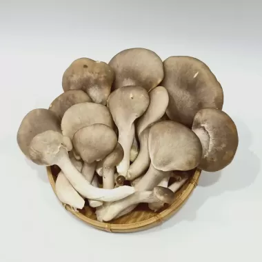 Nấm bào ngư Nhật