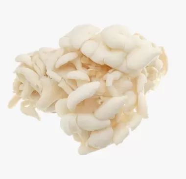 Nấm bào ngư trắng 