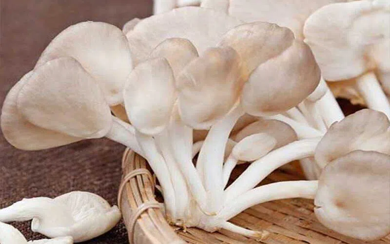 nấm b&agrave;o ngư x&aacute;m